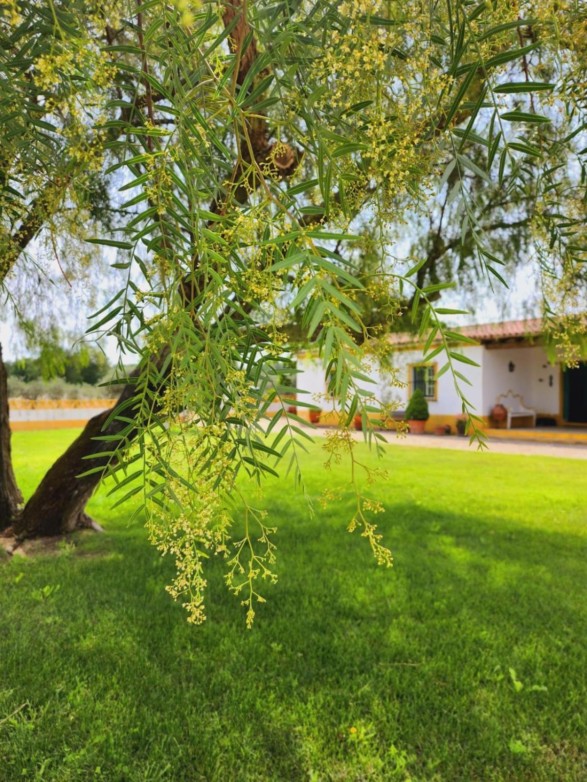 Holiday home Montinho Do Palanque *